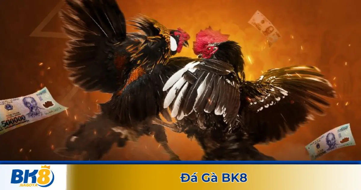 Đá Gà BK8 – Trực Tiếp Đá Gà Thomo, Campuchia Sôi Động Mỗi Ngày 1 Các Trận Đấu Đá Gà Được Phát Sóng Trực Tiếp